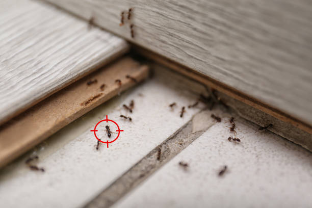 Best Rat Extermination Near Me  in Sibley, LA