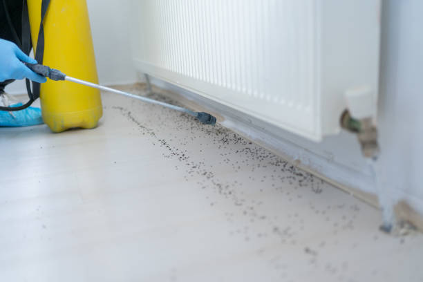 Best Flea Control Services  in Sibley, LA